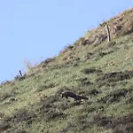 La Grange Des Chouettes *
