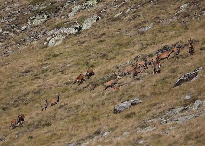 別荘 La Grange Des Chouettes *